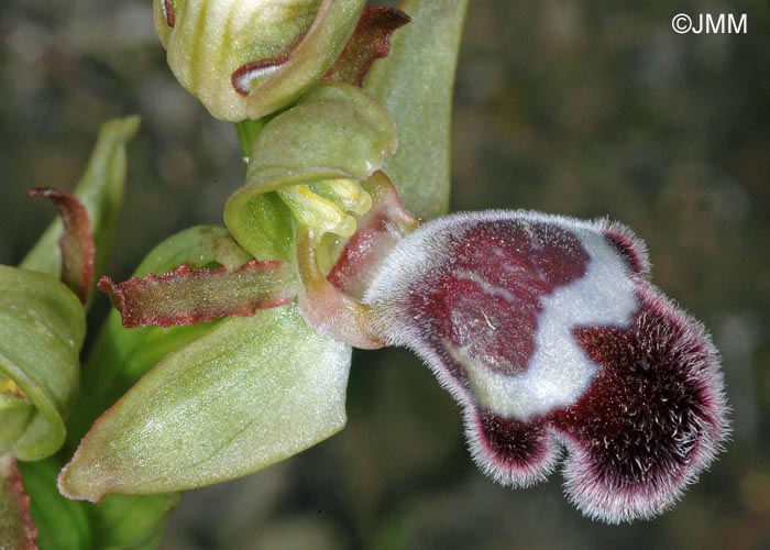 Ophrys fleischmannii