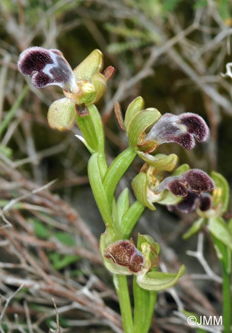 Ophrys fleischmannii