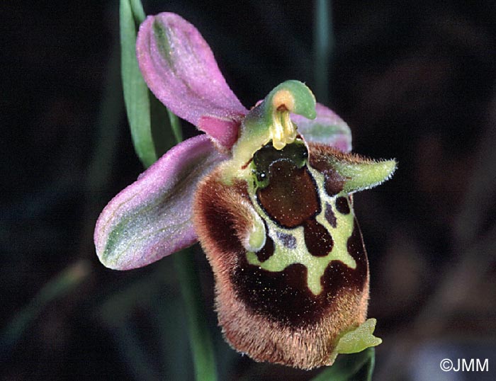 Ophrys helios