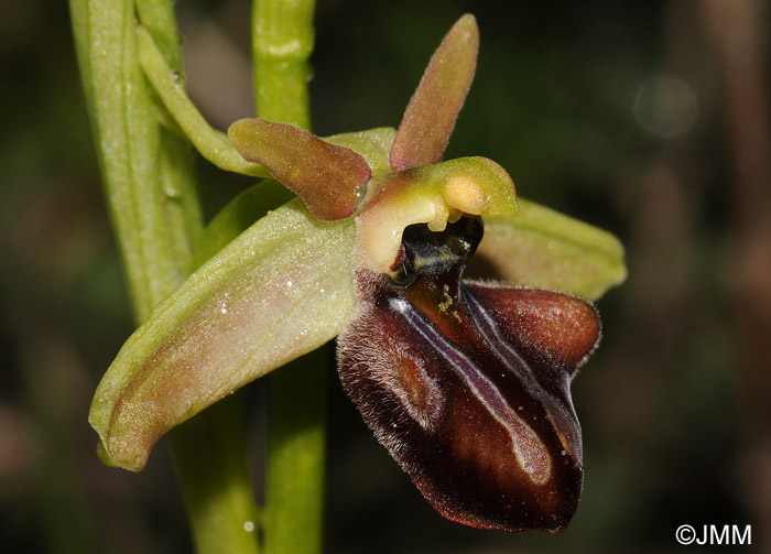 Ophrys knossia = Ophrys grammica subsp. knossia