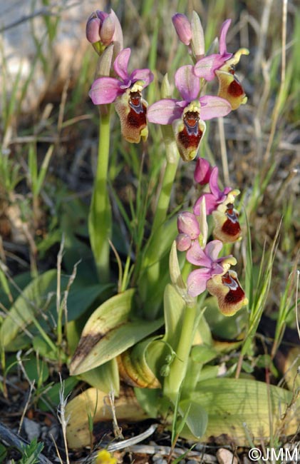 Ophrys leochroma