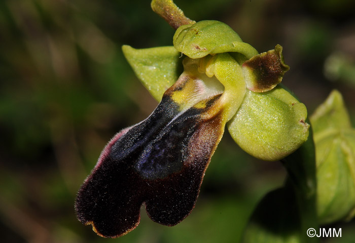 Ophrys mesaritica