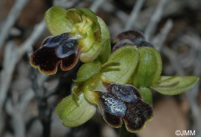 Ophrys thriptiensis