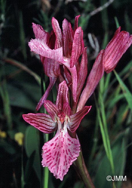 Orchis papilionacea var. alibertis
