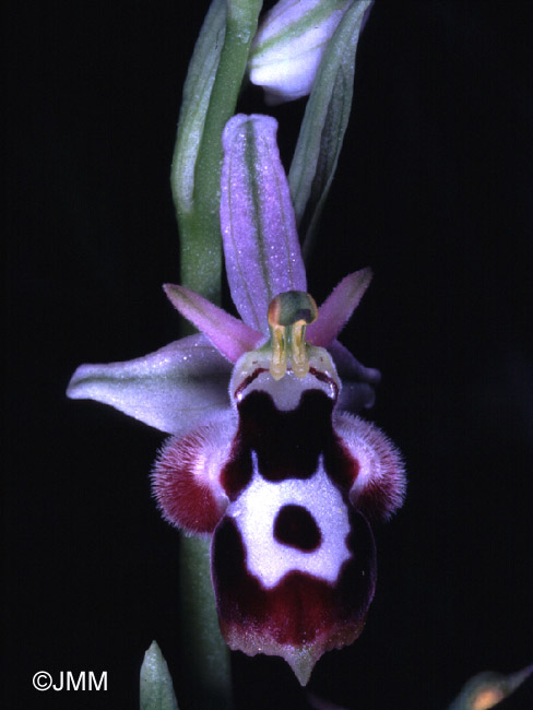 Ophrys straussii var. leucotenia 