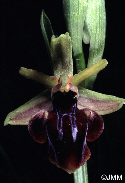 Ophrys iceliensis 