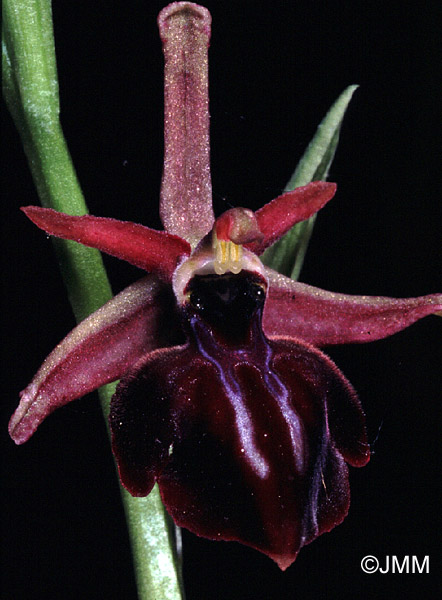 Ophrys iceliensis 
