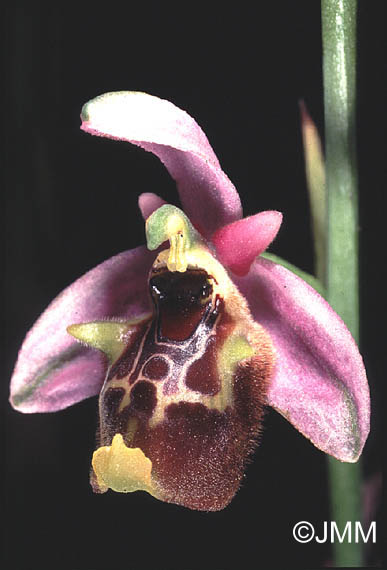 Ophrys lyciensis