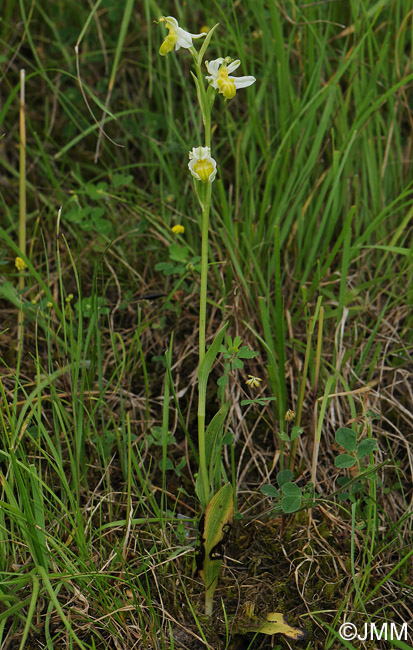 Ophrys apifera f. basiliensis