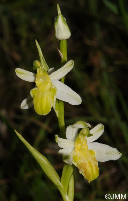Ophrys apifera f. basiliensis