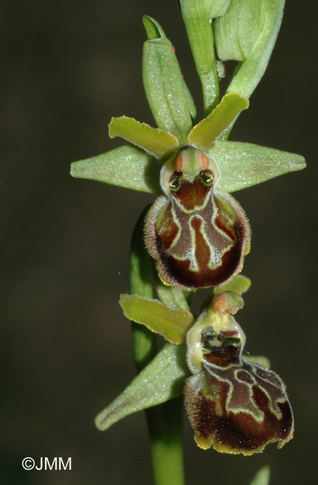 Ophrys argentaria