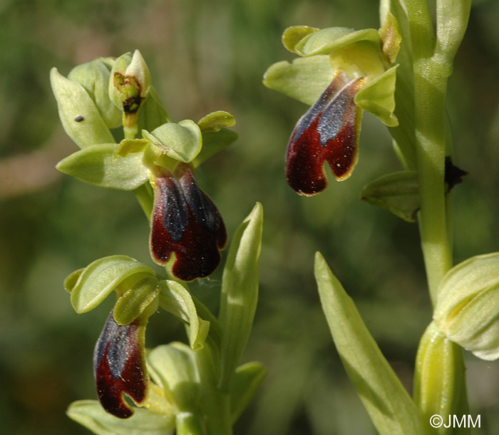 Ophrys hespera