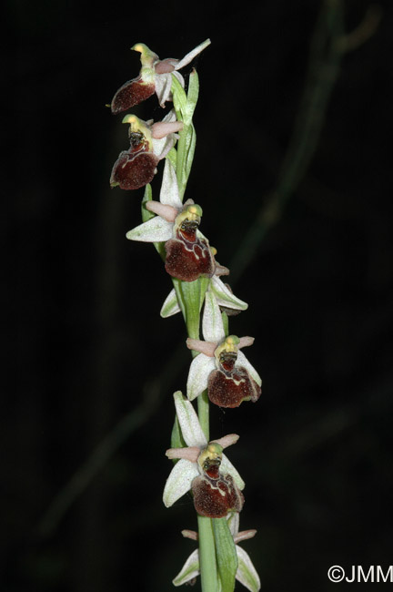 Ophrys montis-leonis