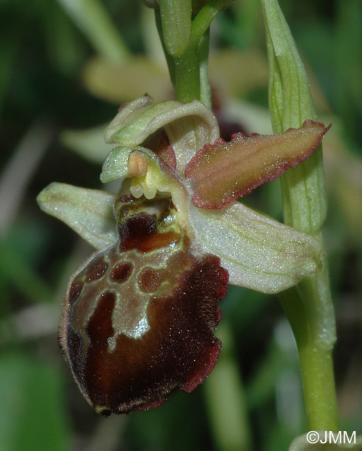Ophrys tarquinia 