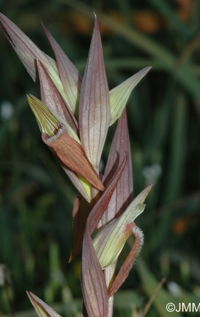Serapias vomeracea subsp. longipetala 