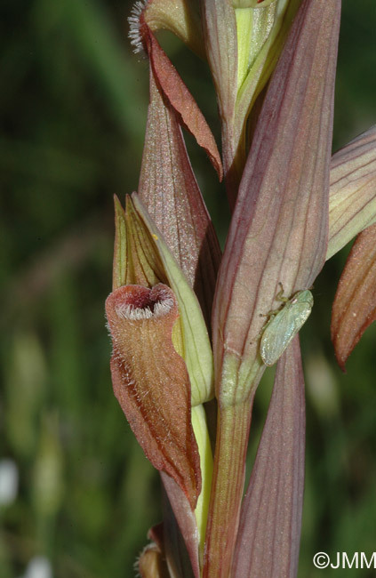 Serapias vomeracea subsp. longipetala