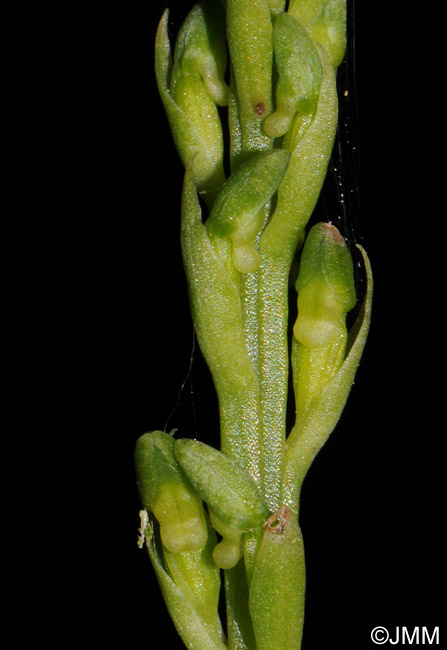 Gennaria diphylla : aspect des boutons floraux