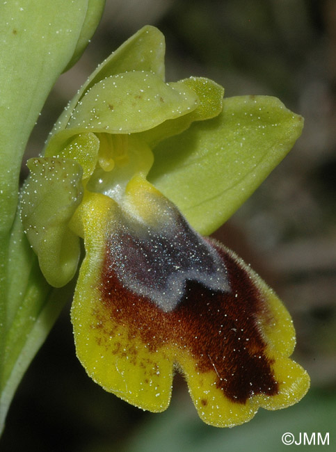Ophrys subfusca