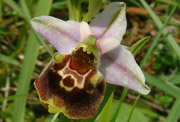 Orchides europennes