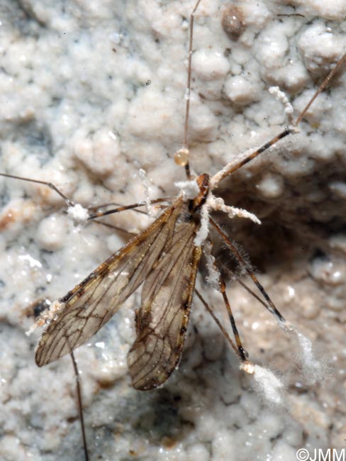 Isaria sp. sur Limonia nubeculosa