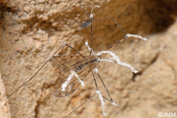Isaria sp. sur Limonia nubeculosa