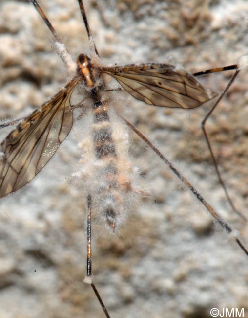 Isaria sp. sur Limonia nubeculosa
