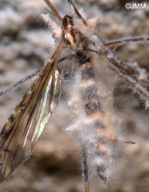 Isaria sp. sur Limonia nubeculosa