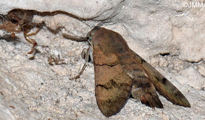 Macroglossum stellatarum : Moro-Sphinx , Sphinx du Caille-Lait, Sphinx colibri