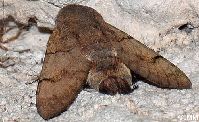 Macroglossum stellatarum : Moro-Sphinx , Sphinx du Caille-Lait, Sphinx colibri