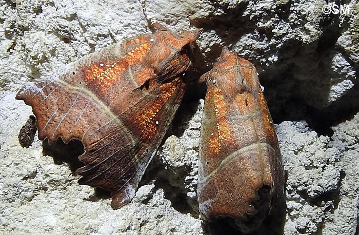 Scoliopteryx libatrix : la dcoupure