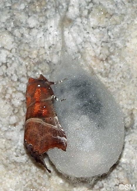 Scoliopteryx libatrix sur cocon de Meta menardi