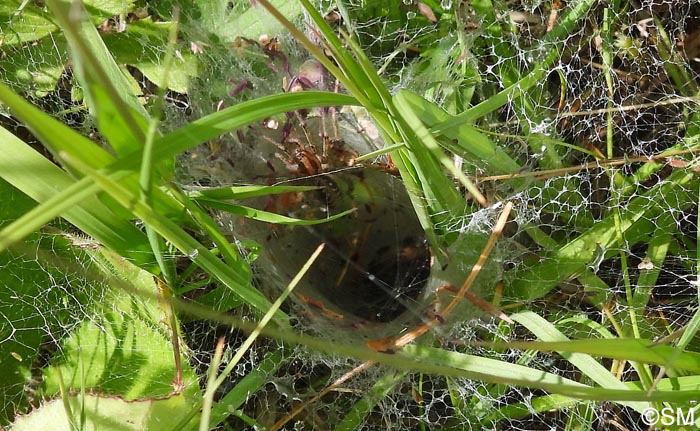 Agelena labyrinthica