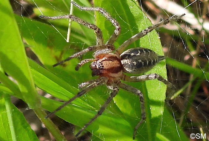 Agelena labyrinthica