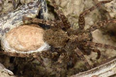 Alopecosa albofasciata