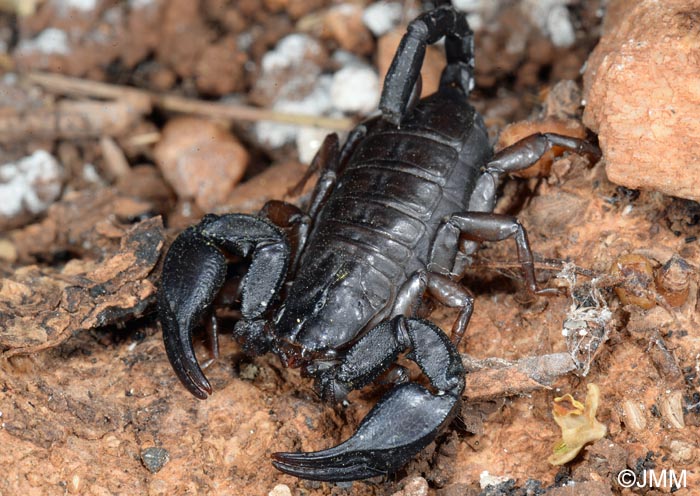 Alpiscorpius germanus = Euscorpius germanus