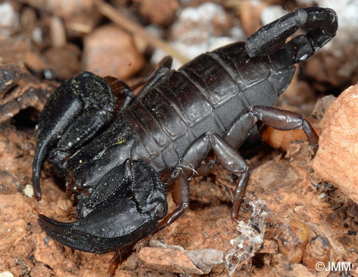 Alpiscorpius germanus = Euscorpius germanus