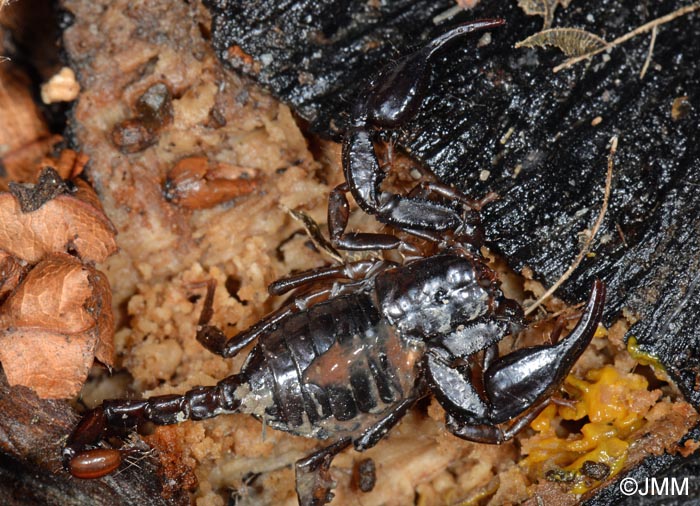 Alpiscorpius mingrelicus = Euscorpius mingrelicus