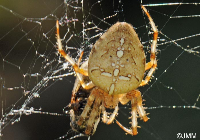 Araneus diadematus : peire diadme