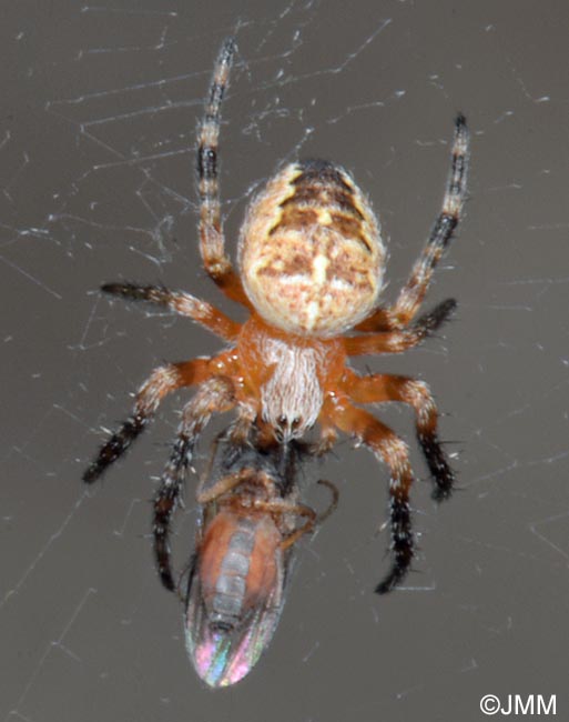 Araneus diadematus : peire diadme