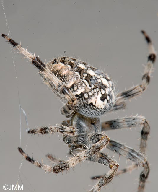 Araneus diadematus : peire diadme