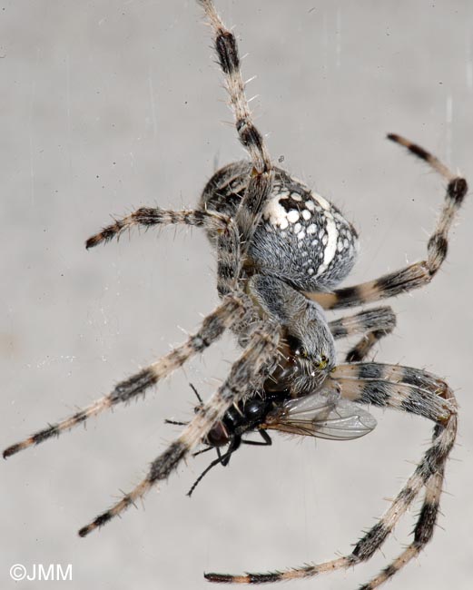 Araneus diadematus : peire diadme