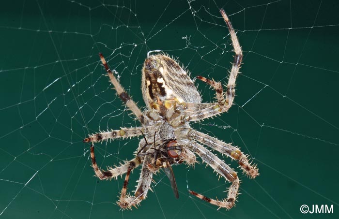 Araneus diadematus : peire diadme