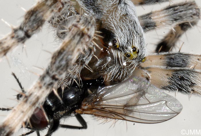 Araneus diadematus : peire diadme