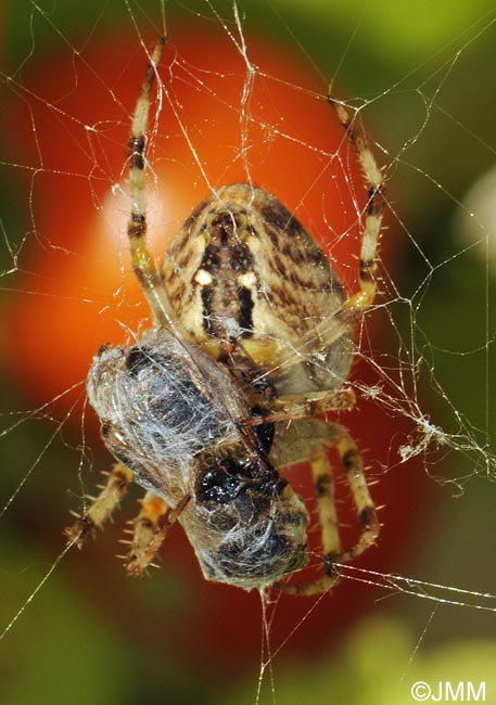 Araneus diadematus : peire diadme