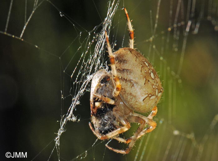 Araneus diadematus : peire diadme