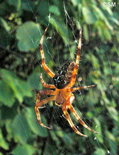 Araneus diadematus : peire diadme