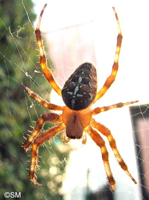 Araneus diadematus : peire diadme