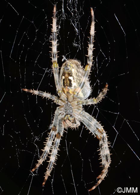 Araneus diadematus : peire diadme