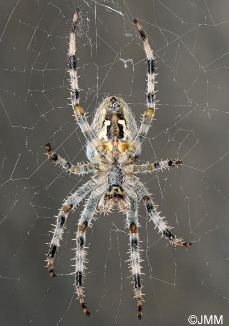 Araneus diadematus : peire diadme