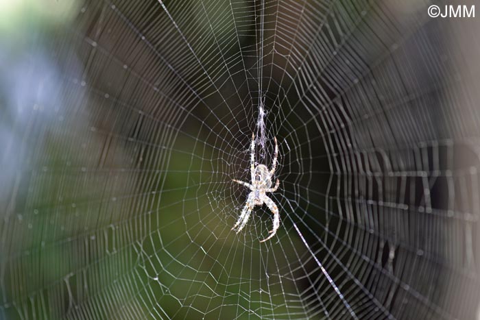 Araneus diadematus : peire diadme